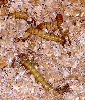 Mealworms in Bran
